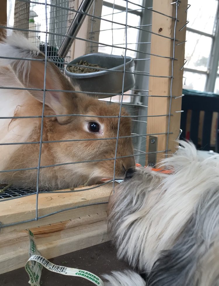 https://staypetservices.org/wp-content/uploads/2019/01/cropped-bunnykissingdog.jpg