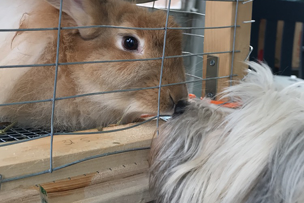 cropped-bunnykissingdog.png