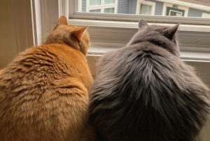 two cats looking out a window