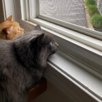 two cats looking out a window