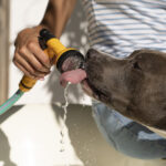 picture of dog drinking water