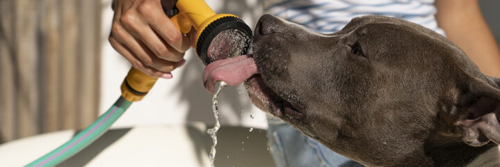 picture of dog drinking water